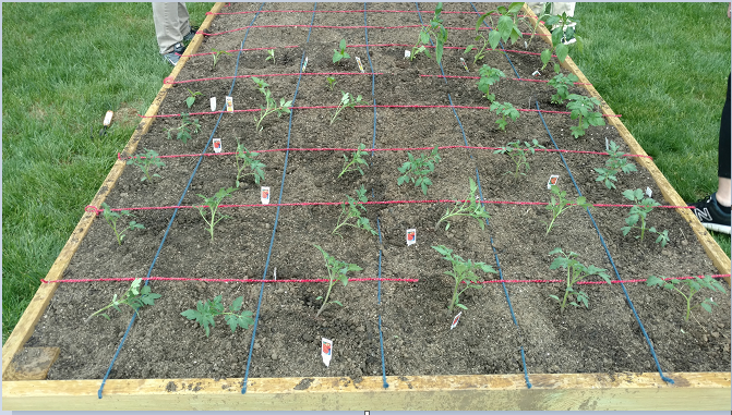 A grid of vegetable plants.