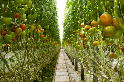 Wendy's moves to vine-ripened, greenhouse-grown tomatoes