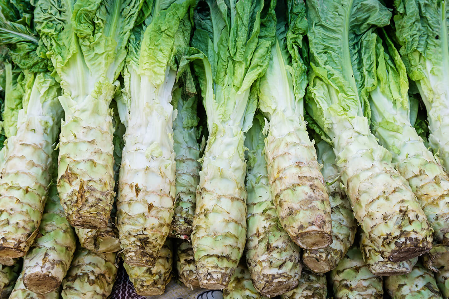 Celtuce