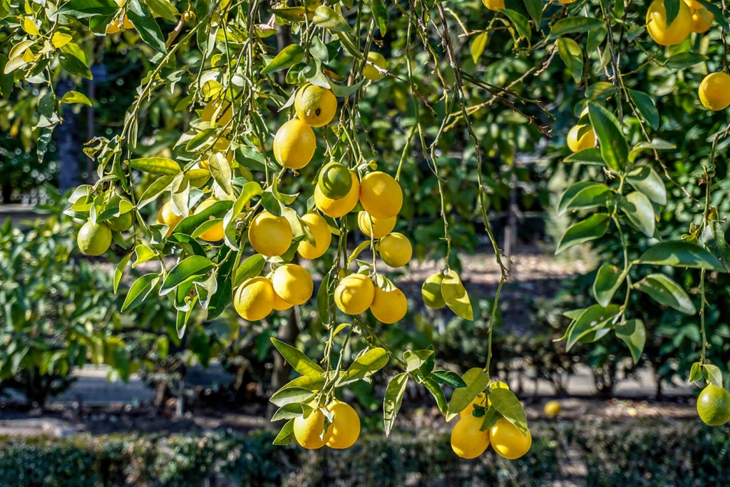 6 Crazy Fruit & Veggie Hybrids That Will Freshen Up Your Menu The