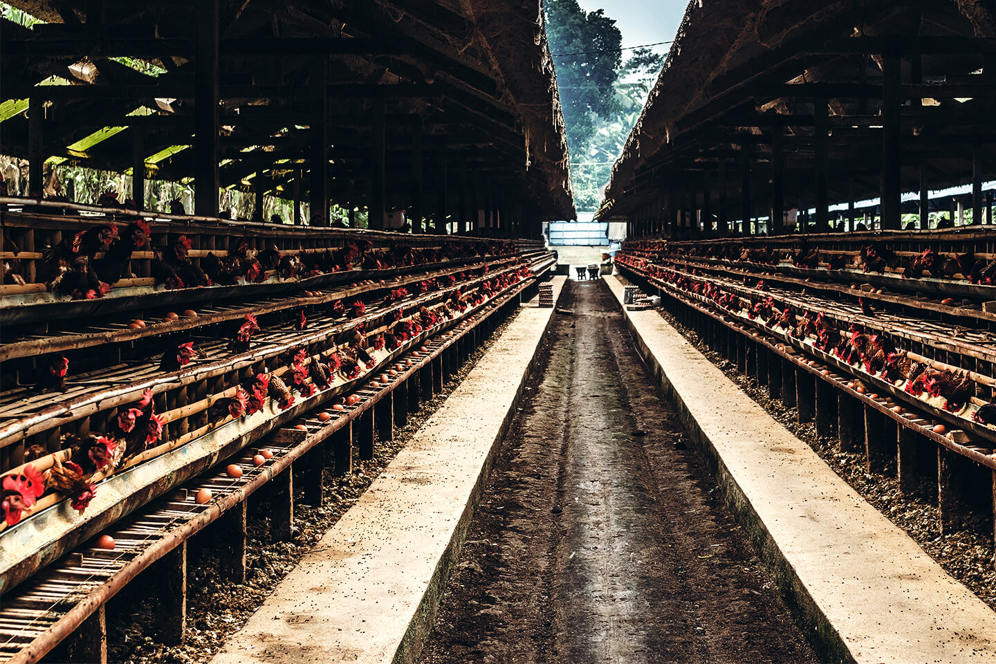 Chickens in Supply Chain