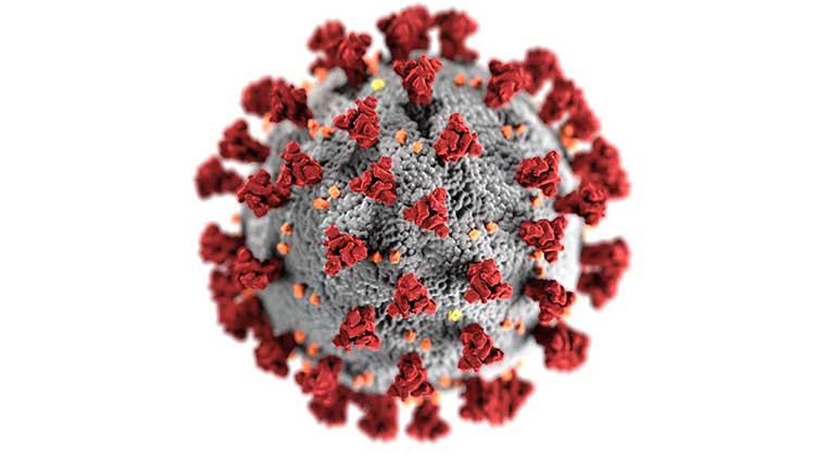 Anatomy of Coronavirus: The 3 basic components are RNA, proteins, and lipids. But it is the lipid layer we will target to help your dishwasher kill coronavirus.