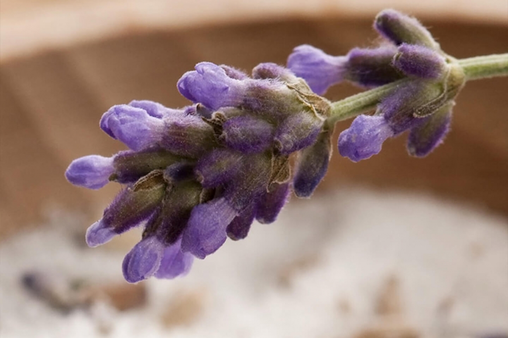 Beautiful lavender flower.