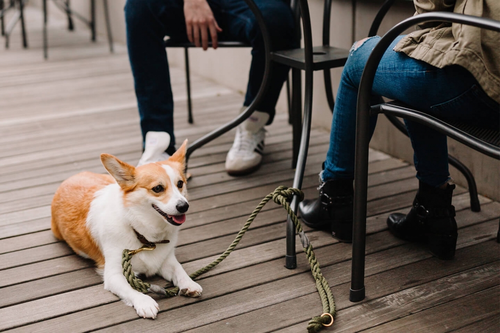 A corgi enjoying the outdoors and any crumbs that may land on the ground. 