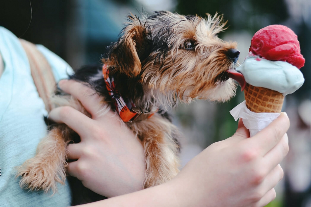 A good dog stealing a lick of ice cream. 