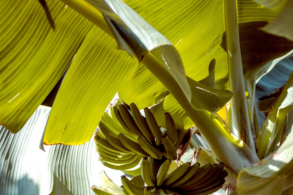 Banana leaf curry recipes are very popular in Asia.