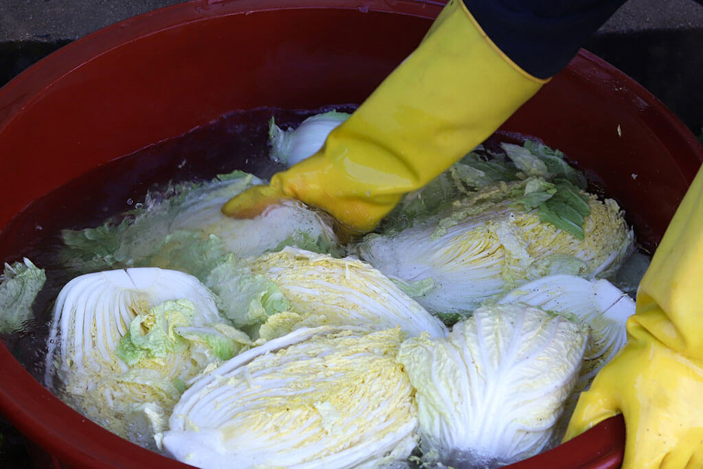 Preparing cabbage for the fermentation process. 