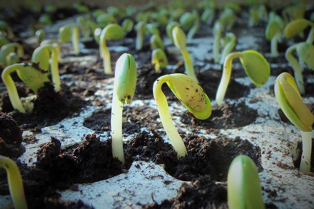 soybean seedlings