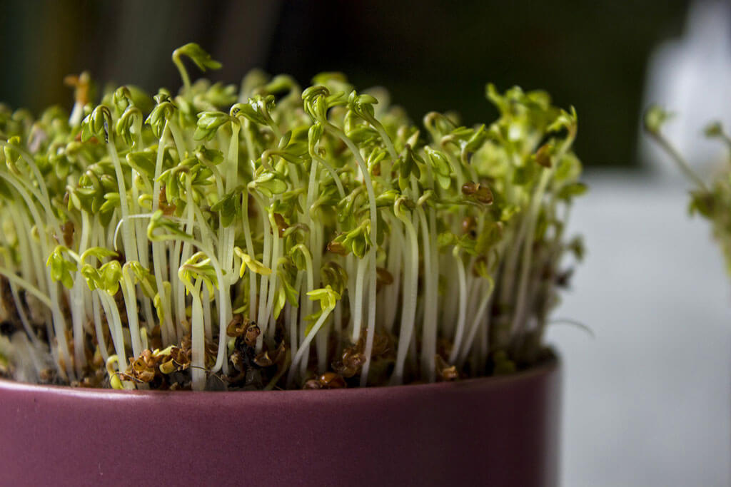 Edible plants in a restaurant.