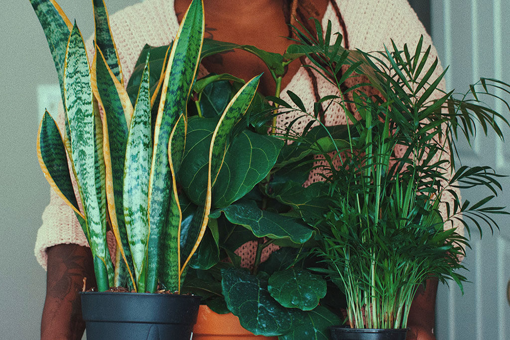 Restaurant plants.