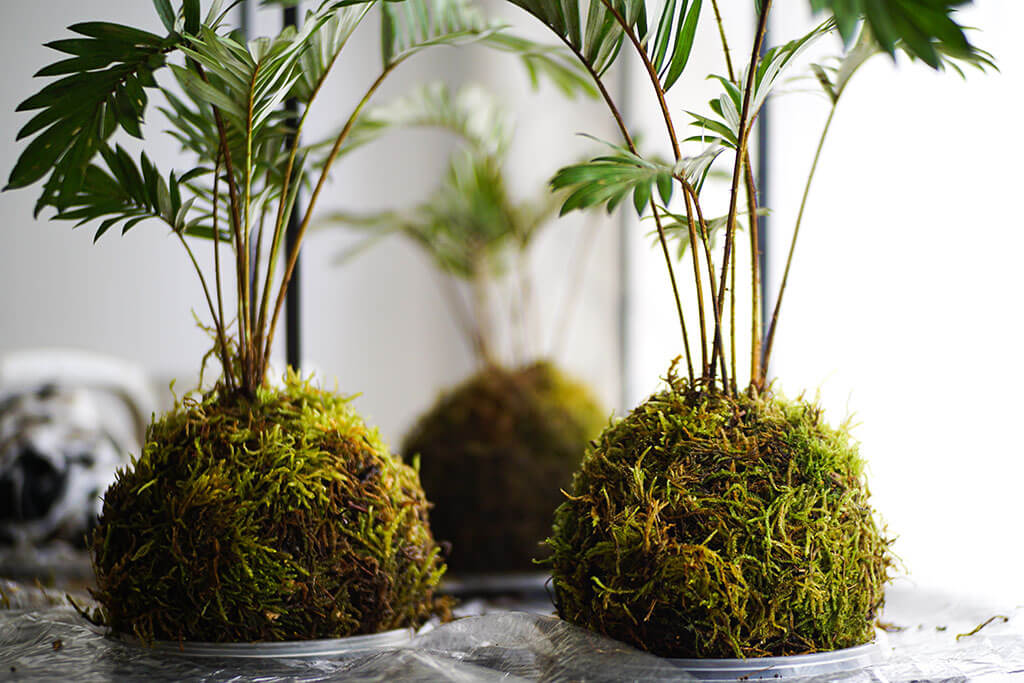 Kokedama plants in a restaurant.