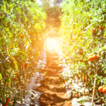 Tomatoes are superfoods.