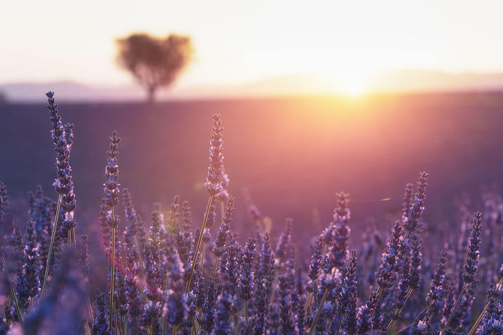 A lavender morning in Provençe.