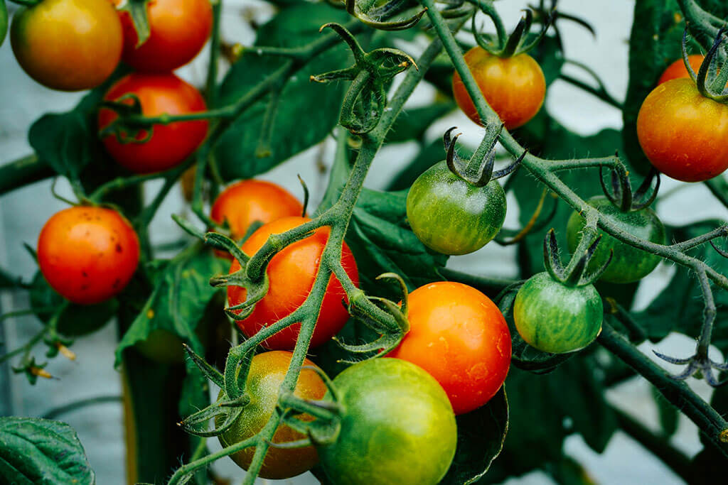 Tomatoes, a superfood.