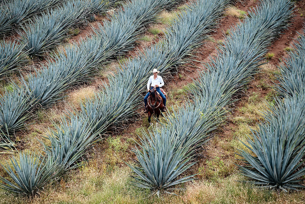 Blue Weber agave.