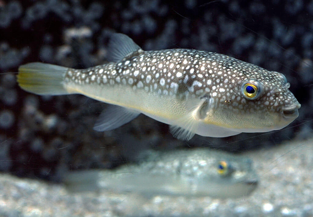 Fugu, or pufferfish.