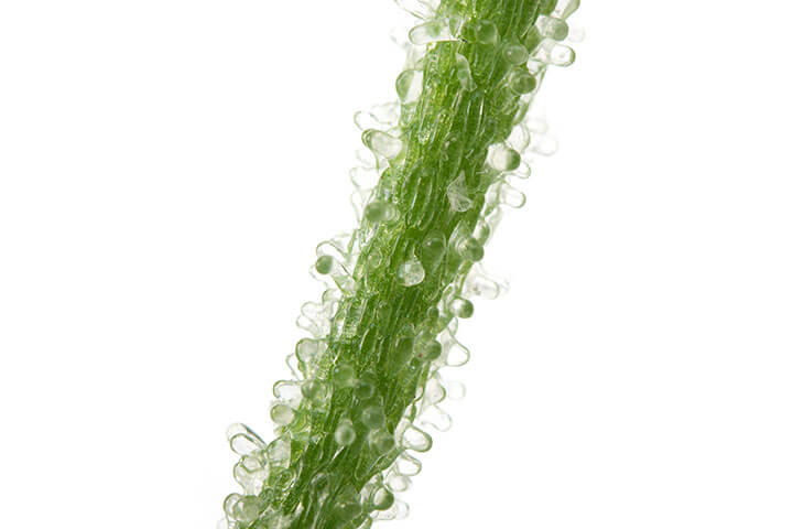 Icepant stem shows epidermal bladder cells.