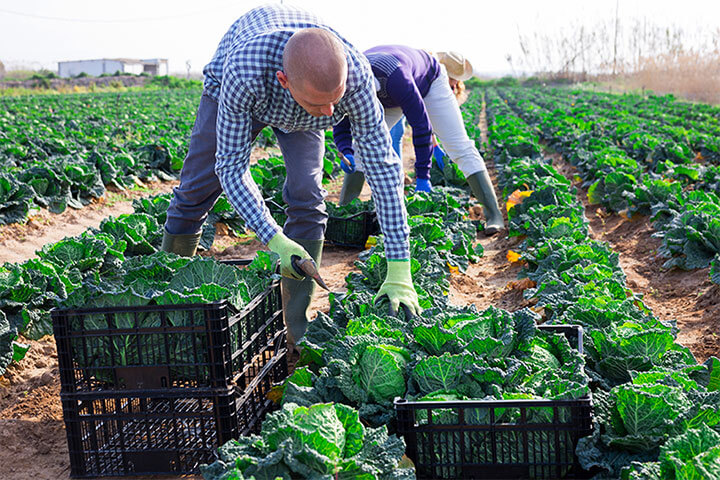 Sometimes contamination occurs at the farm where it is grown, often due to soil contaminated from nearby livestock.