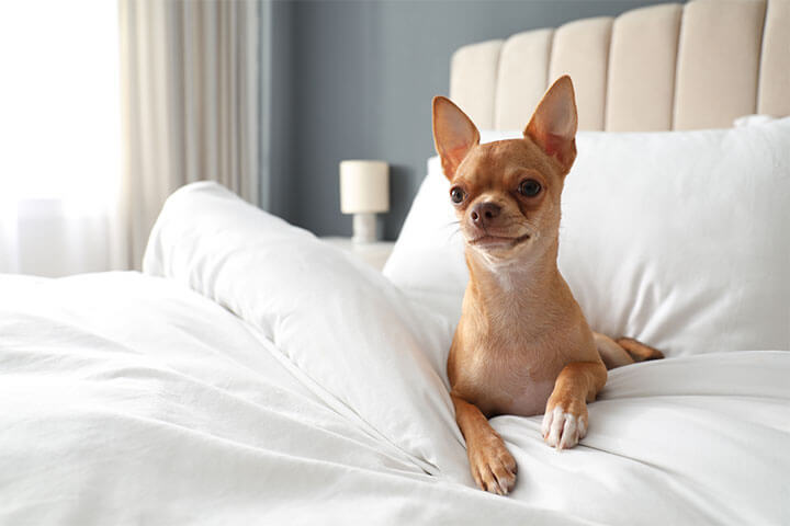 Pet-friendly hotels with thoughtful amenities like dog beds, food and water bowls, and pet-sitting services allow all members of the family to participate in the travel experience.