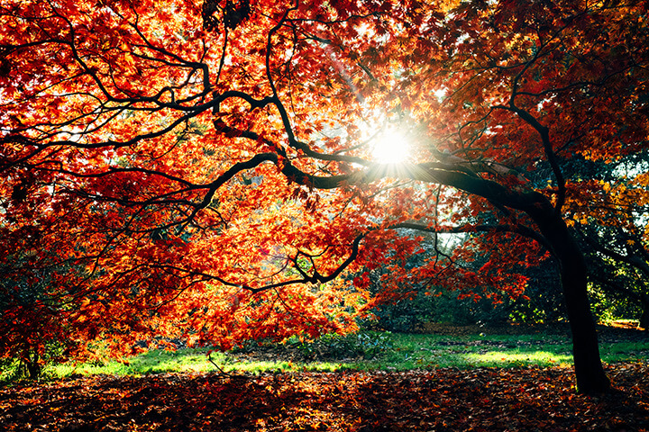 Autumn is the most popular season in the US.