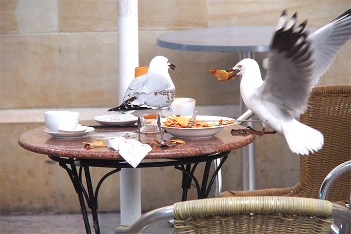 Seagulls continue to ravage our nation and our checkbooks.