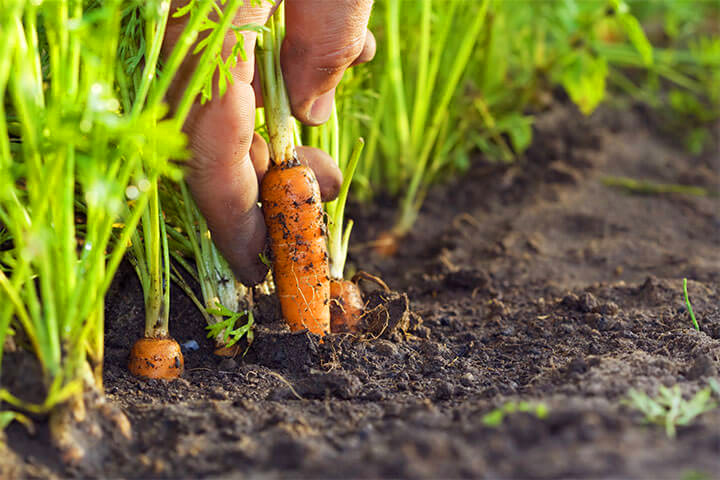 These markets have heightened the awareness of the significance of supporting local farmers and the environment.