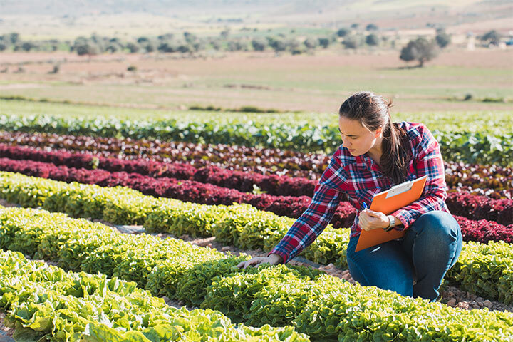 Recent studies found that farmers markets have a number of environmental benefits, including reducing food miles, increasing food access, and supporting sustainable agricultural practices.