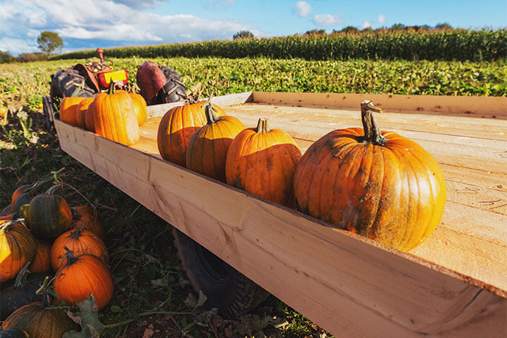 As an illustration to the longevity of its popularity, the earliest-known “pumpkin spice” reference dates back to a British recipe from 1675 with pepper, cloves, nutmeg, and cinnamon. 