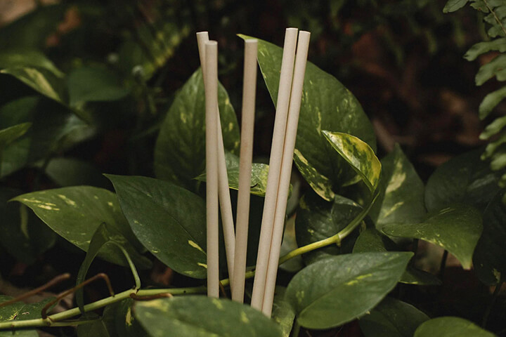 Spotlight on Sustainability: Agave Straws