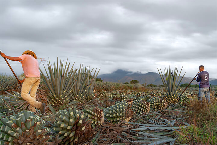 Farmers cutting unprocessed tequila plants in Tequila, Mexico.