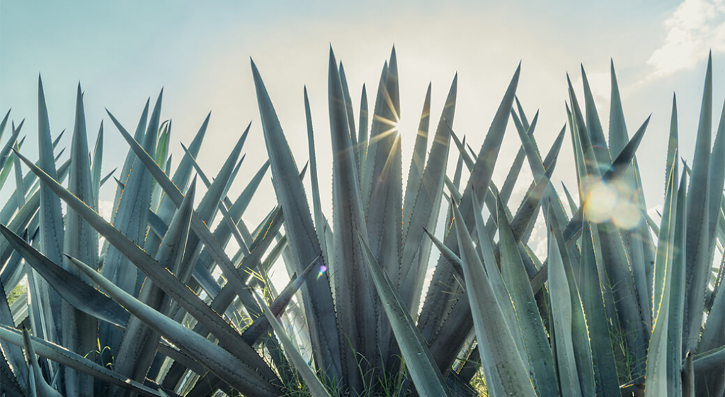 Spotlight on Sustainability: Agave Straws