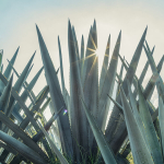 agave