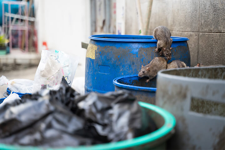 Image of rats climbing out of city waste receptacles. 