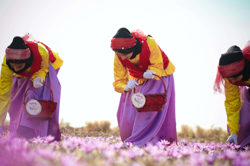 Women harvest saffron in the South Khorasan province of Iran.