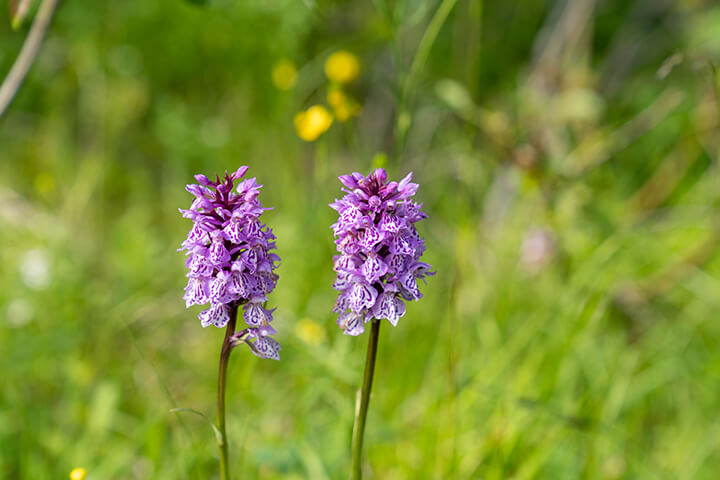 Wild orchid tubers as coffee creamer alternative.