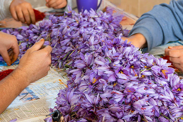 Hand harvesting.