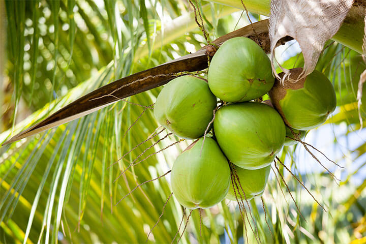 Fresh coconuts on a tree. 