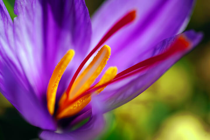 Close-up image of a saffron crocus with visible red threads.