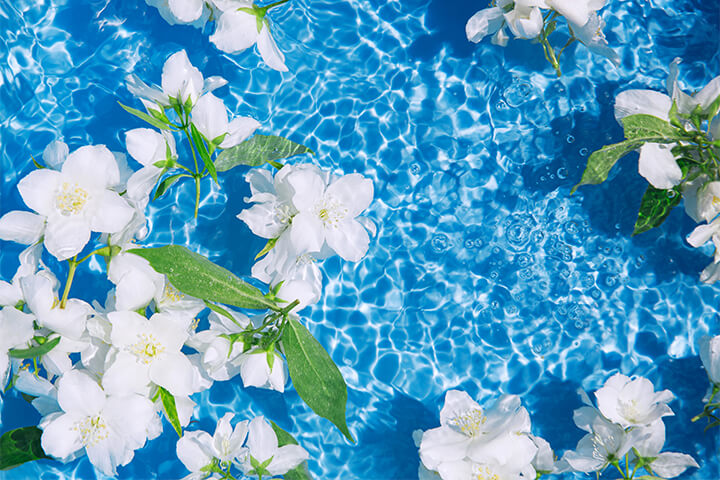 Jasmine flowers floating in water.