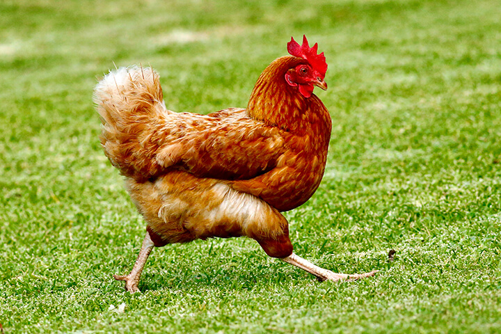 A chicken struts her stuff.