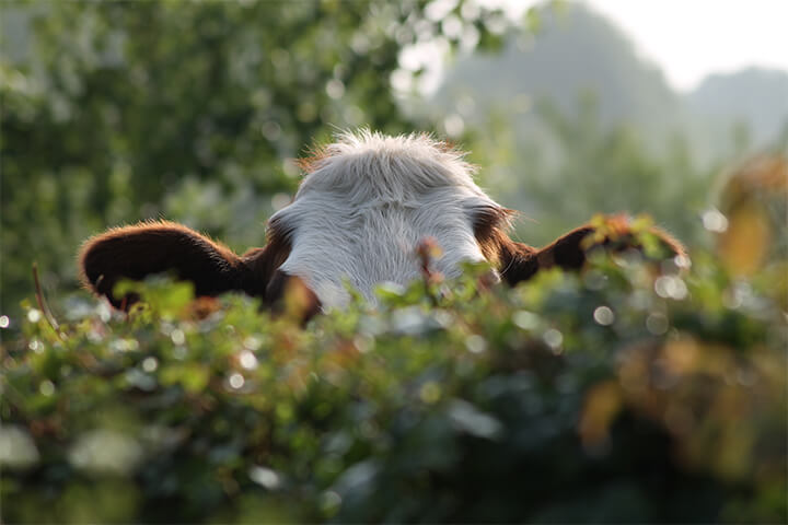 Cute cow hides behind greenery. 