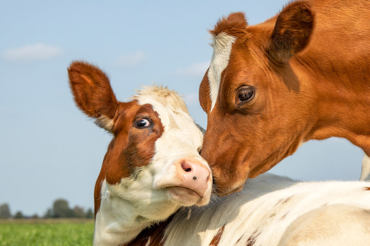 Sweet cows enjoying a sunny day,