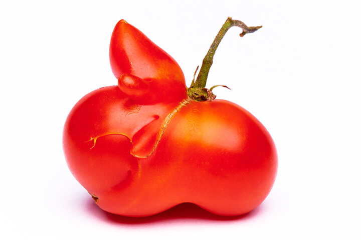 This tomato not only has a lot of character, but it also tastes great!