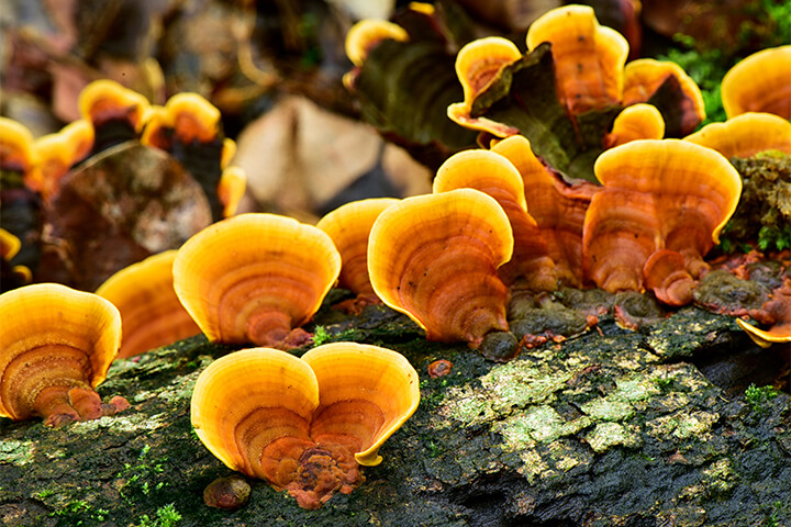 Beautiful mushrooms on a tree.