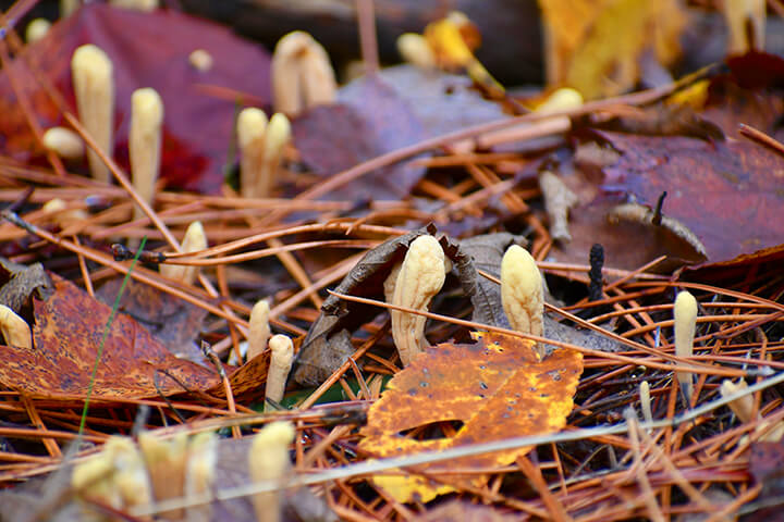 Mushrooms in the forest.