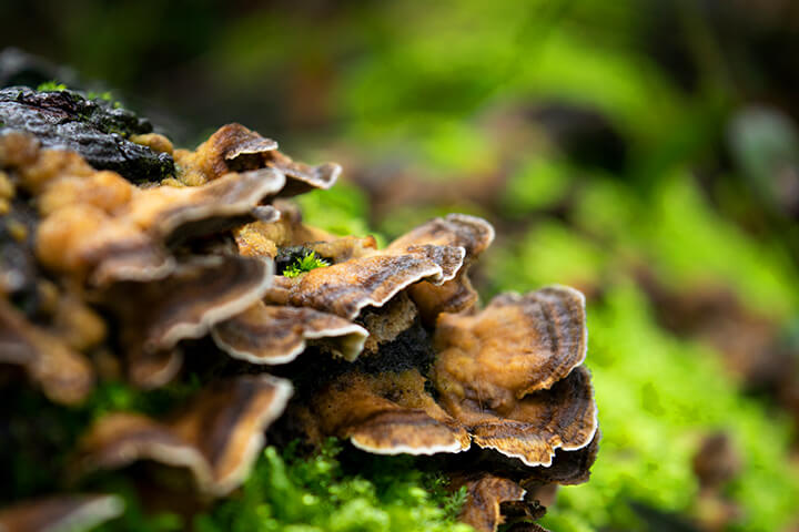 Turkey tail mushrooms.