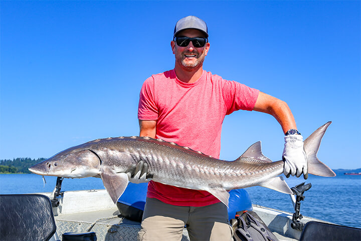 A white sturgeon caught and released in the Pacific Northwest.