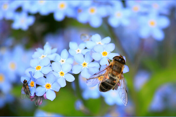 A bee landing on a light blue flower.