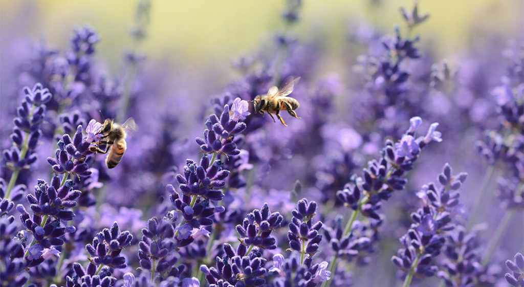 Two bees pollinating some lavender.