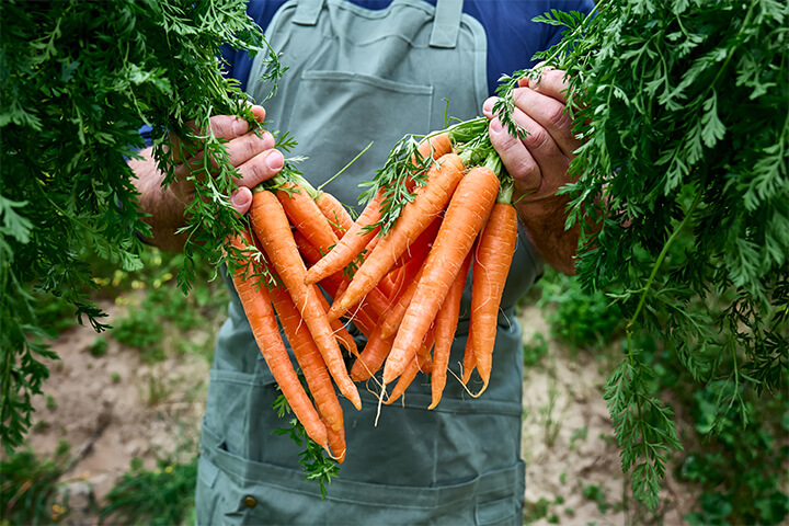 Carrots and their vibrant greens.